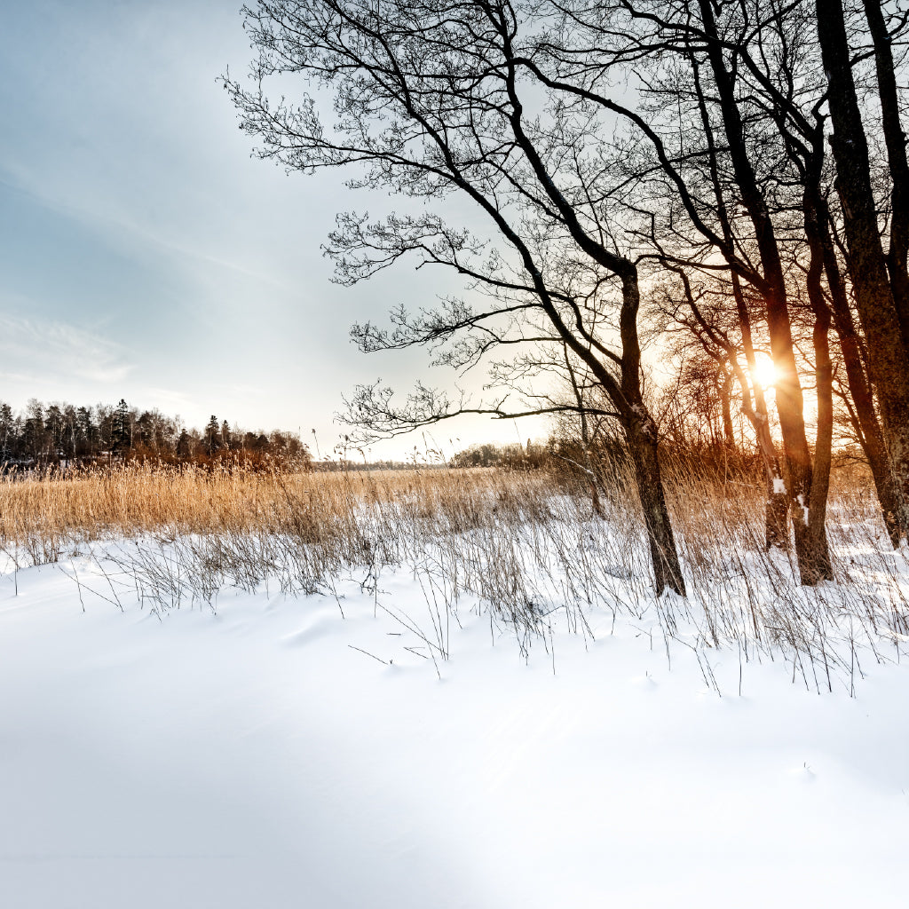 Square Canvas Trees & Grass on Snow Field View High Quality Print 100% Australian Made