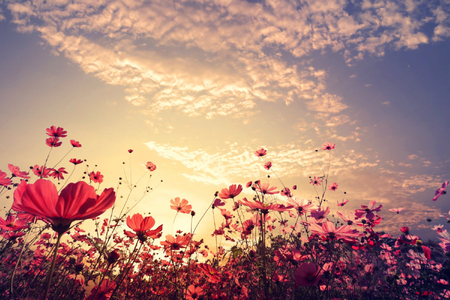 Pink & Red Cosmos Flowers Field Photograph Print 100% Australian Made