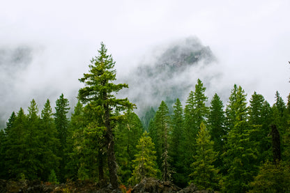 Oregon Pine Trees View Photograph Print 100% Australian Made