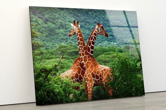 Giraffes in Forest Photograph Acrylic Glass Print Tempered Glass Wall Art 100% Made in Australia Ready to Hang