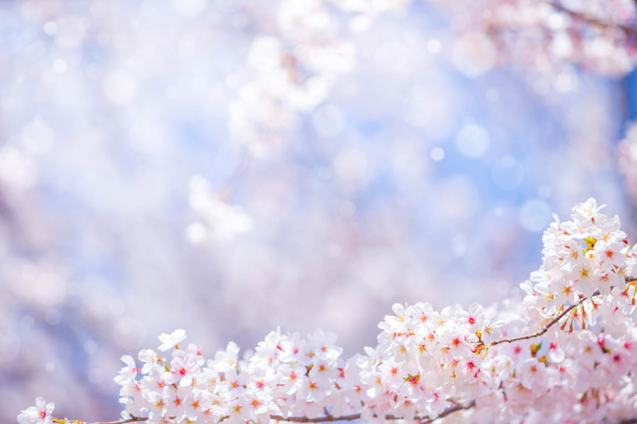 Cherry Blossom Flower Branch View Photograph Print 100% Australian Made