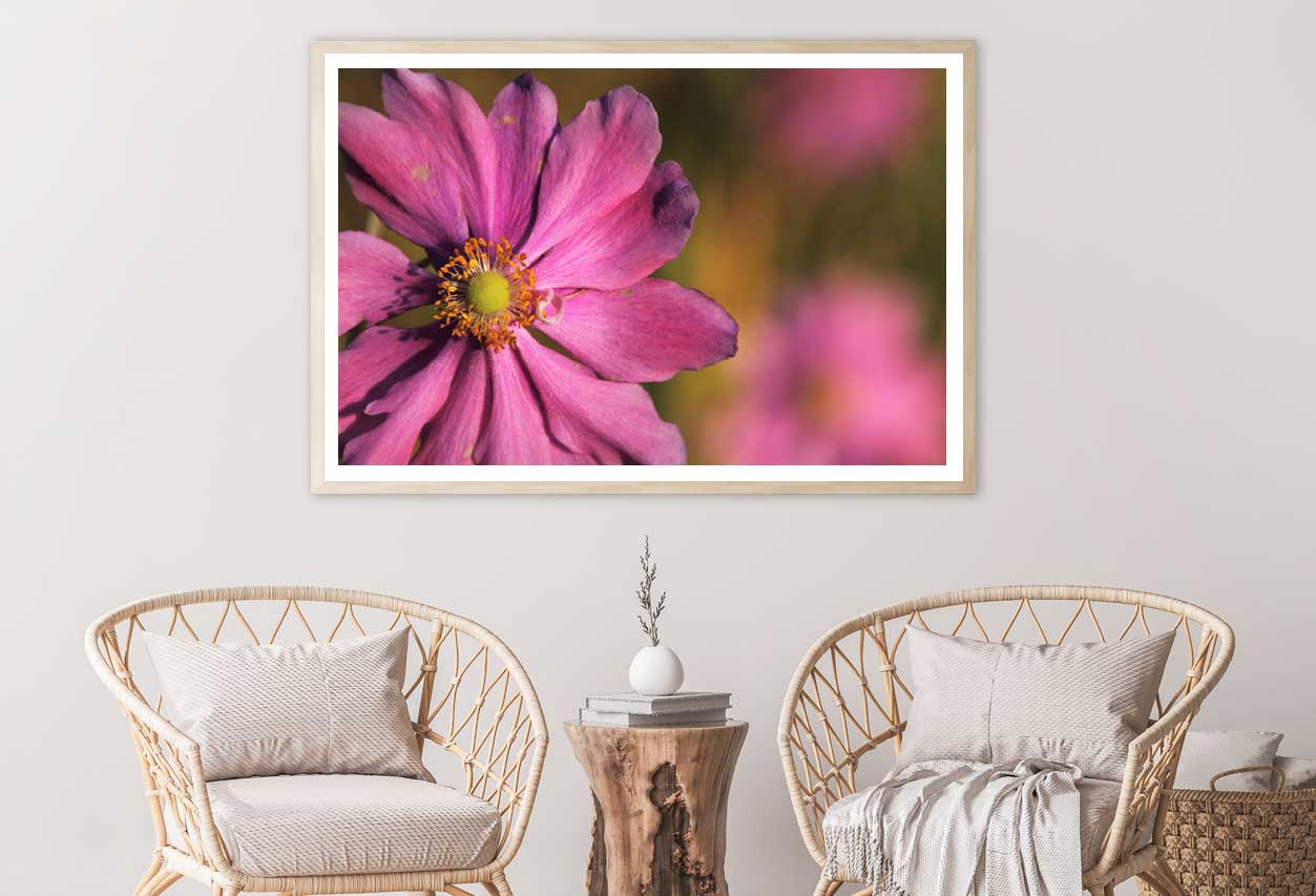 Pink Cosmos Flower Closeup View Photograph Home Decor Premium Quality Poster Print Choose Your Sizes