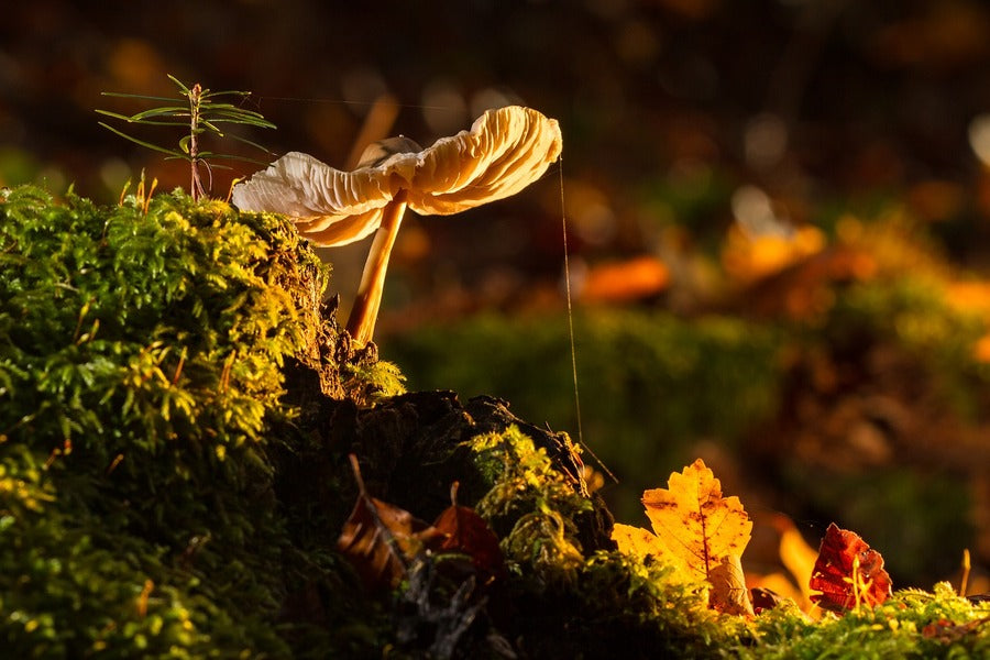 Mushroom View Sunset Photograph Print 100% Australian Made