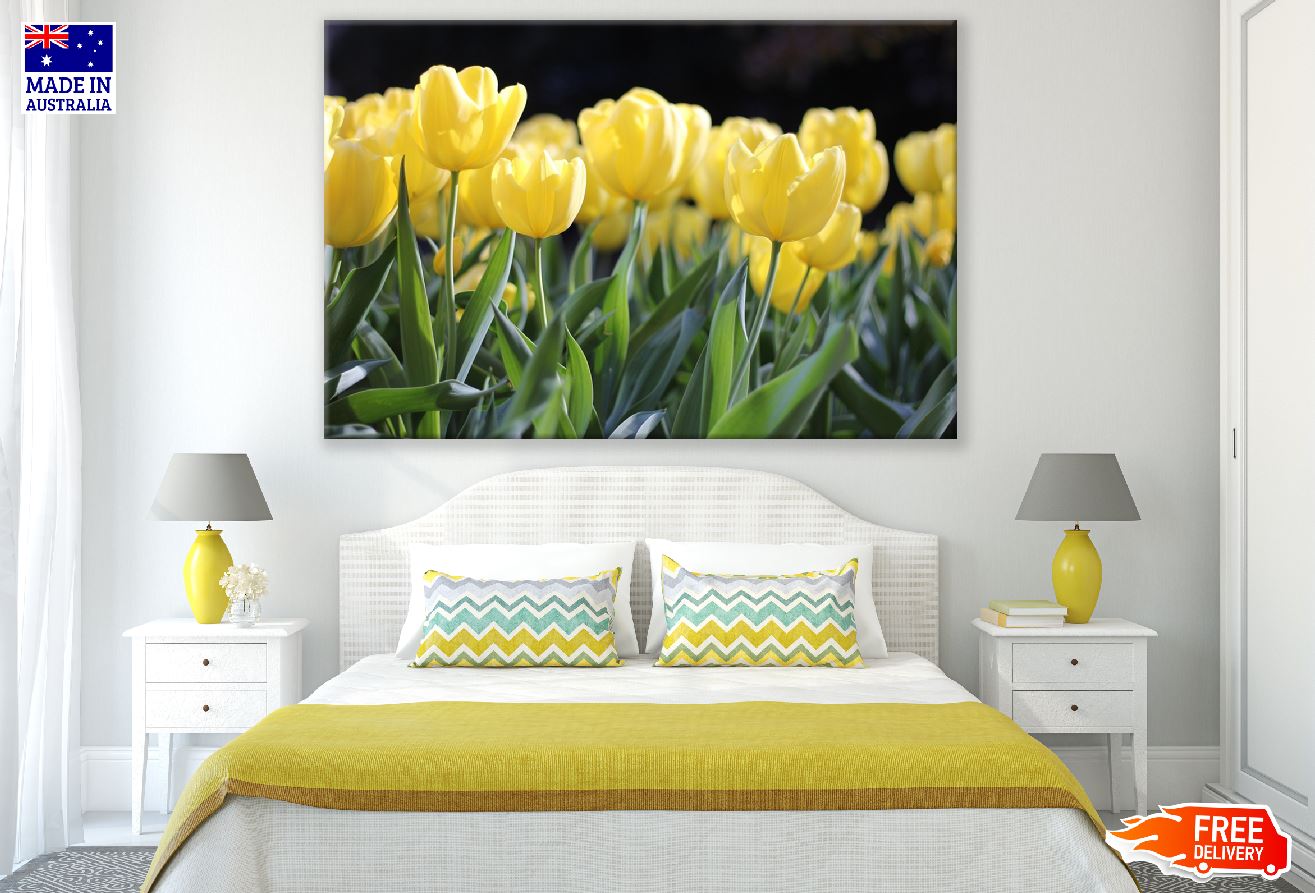 Yellow Tulip Flowers Closeup Photograph Print 100% Australian Made