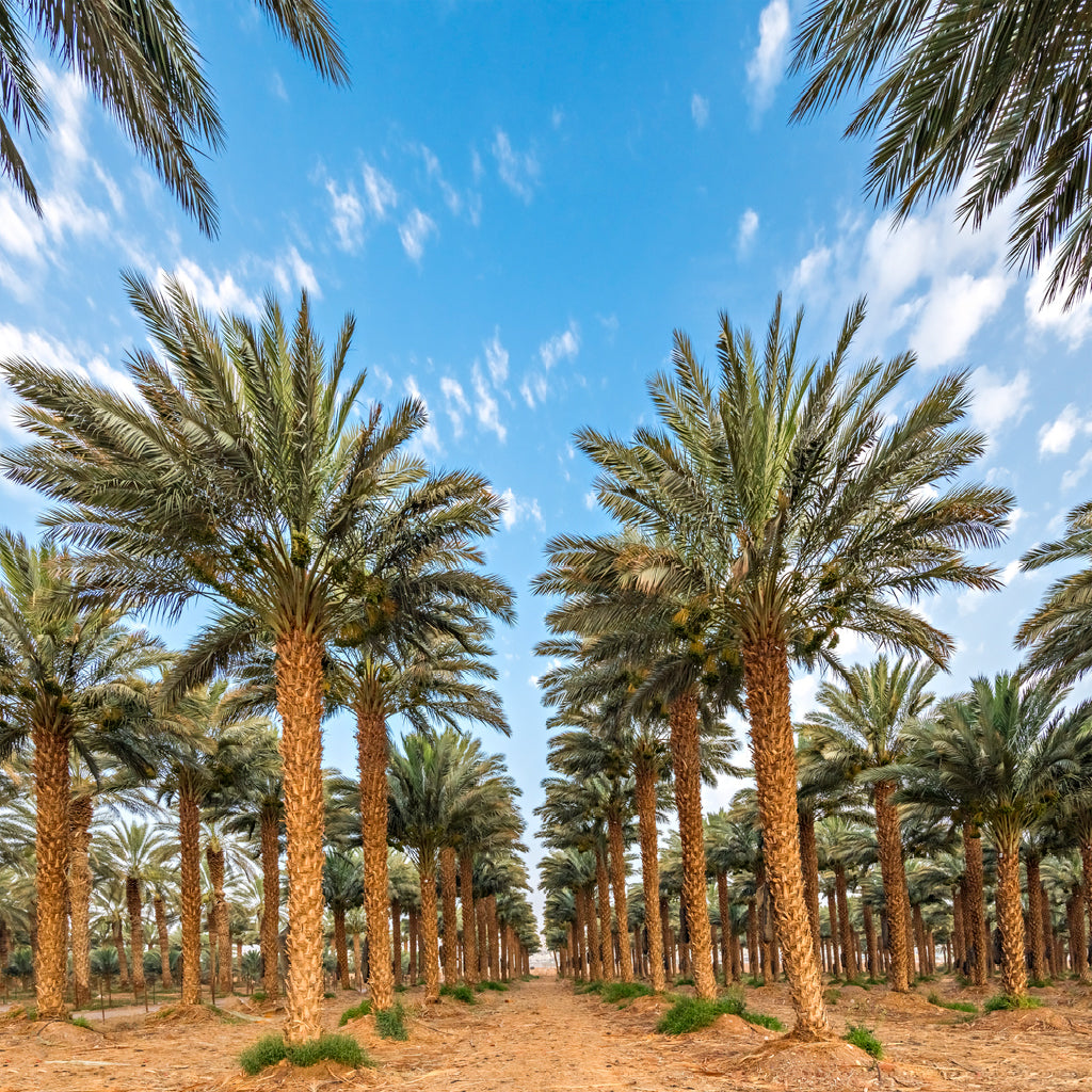 Square Canvas Date Palm Trees View Photograph High Quality Print 100% Australian Made