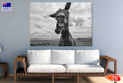 Donkey Face Closeup B&W View Photograph Print 100% Australian Made