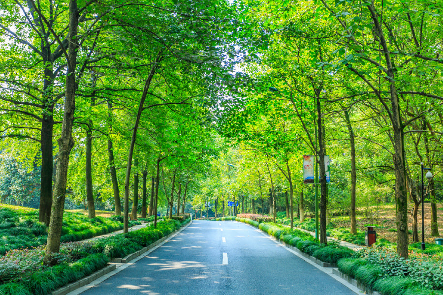 Green Trees Covered Road View Photograph Print 100% Australian Made