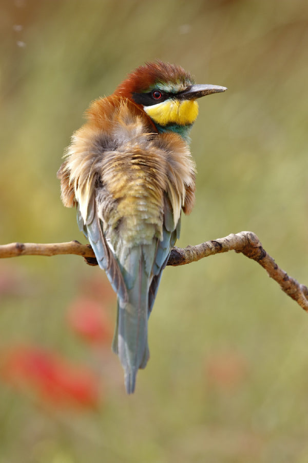 European Bee Eater on Tree Branch Photograph Print 100% Australian Made