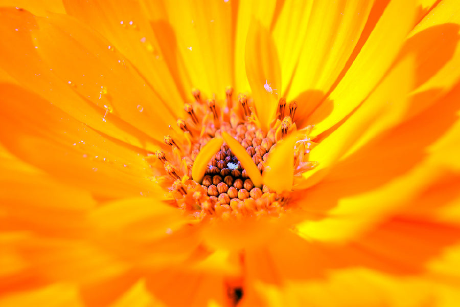 Marigold Flower Macro Photograph Home Decor Premium Quality Poster Print Choose Your Sizes