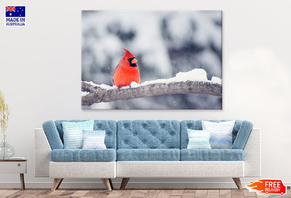 Red Cardinal Bird on Snow Tree Photograph Print 100% Australian Made