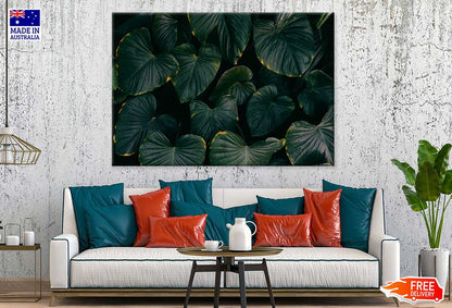 Dark Green Alocasia Leaves View Photograph Print 100% Australian Made