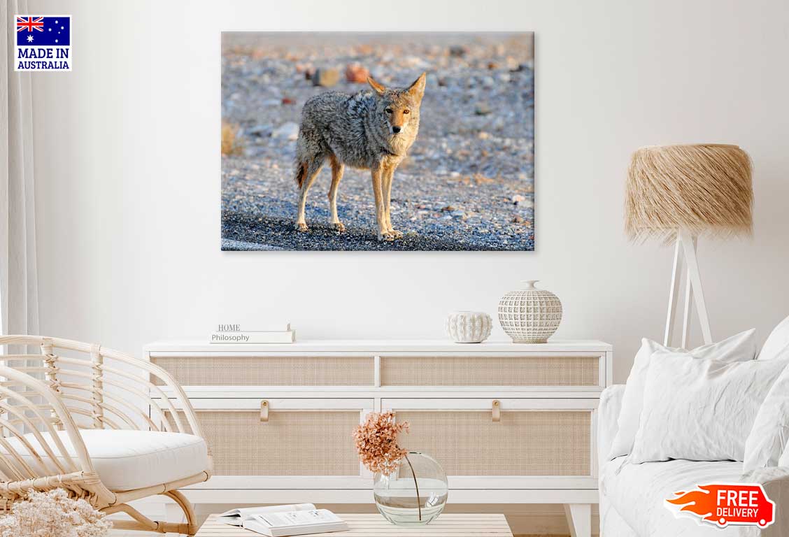 Coyote in Landscape View Photograph Print 100% Australian Made