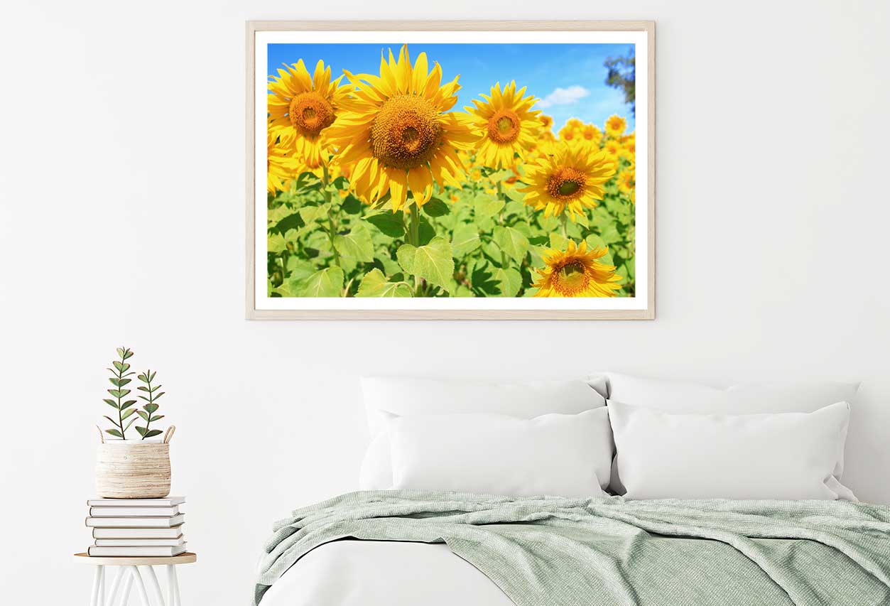 Sunflower with Field & Blue Sky Photograph Home Decor Premium Quality Poster Print Choose Your Sizes