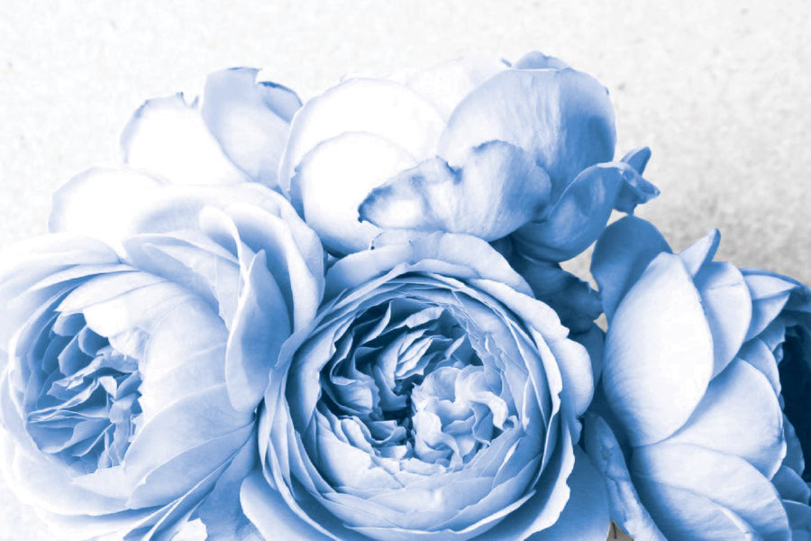 Blue Peony Flowers Closeup View Photograph Home Decor Premium Quality Poster Print Choose Your Sizes