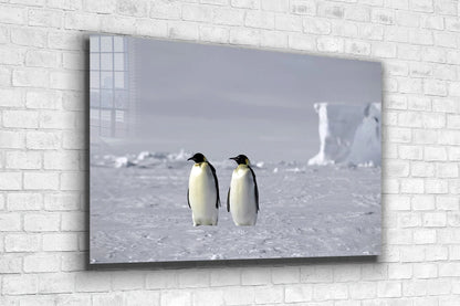 Penguins on Ice Field Print Tempered Glass Wall Art 100% Made in Australia Ready to Hang