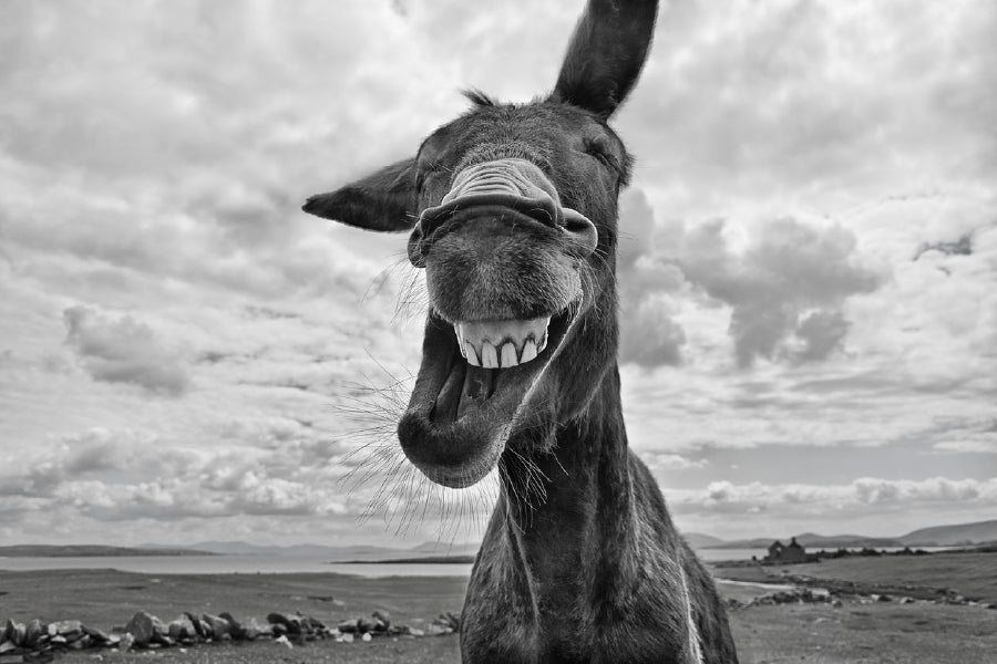 Donkey Face Closeup B&W View Photograph Print 100% Australian Made