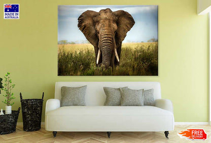 Wild Elephant Closeup Photograph Print 100% Australian Made