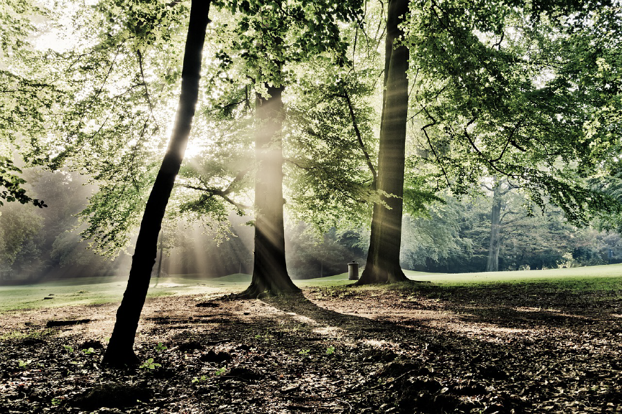 Sunrays in Forest Photograph Print 100% Australian Made