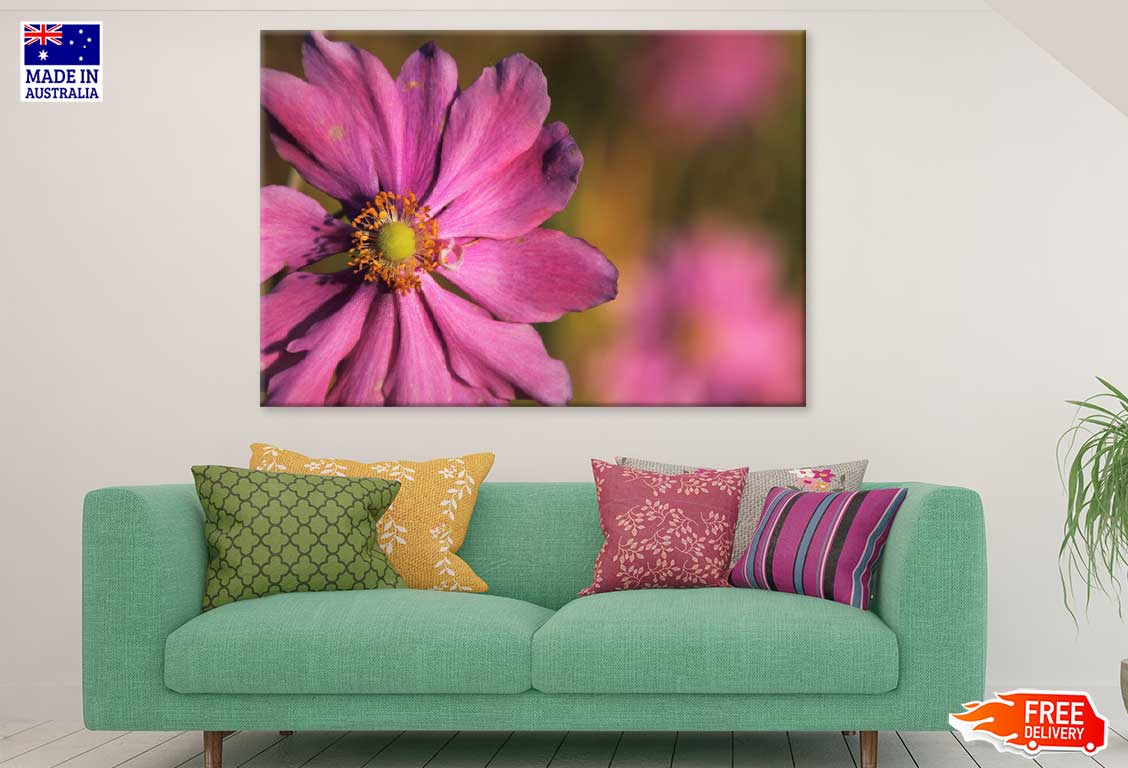 Pink Cosmos Flower Closeup View Photograph Print 100% Australian Made