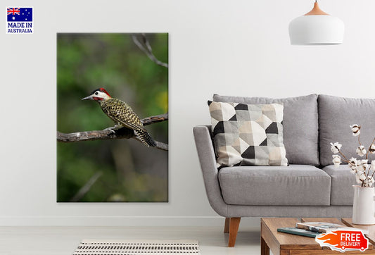 Picinae Bird on Tree Branch View Photograph Print 100% Australian Made