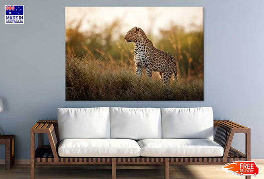 Leopard on Grass Field Sunset Photograph Print 100% Australian Made