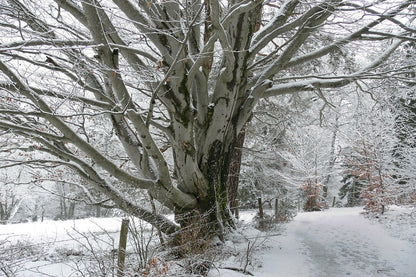 Snow Covered Dead Tree on Snow Pathway Photograph Print 100% Australian Made