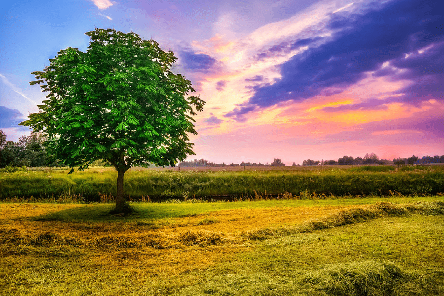 Tree in Field Sunset Scenery Photograph Print 100% Australian Made