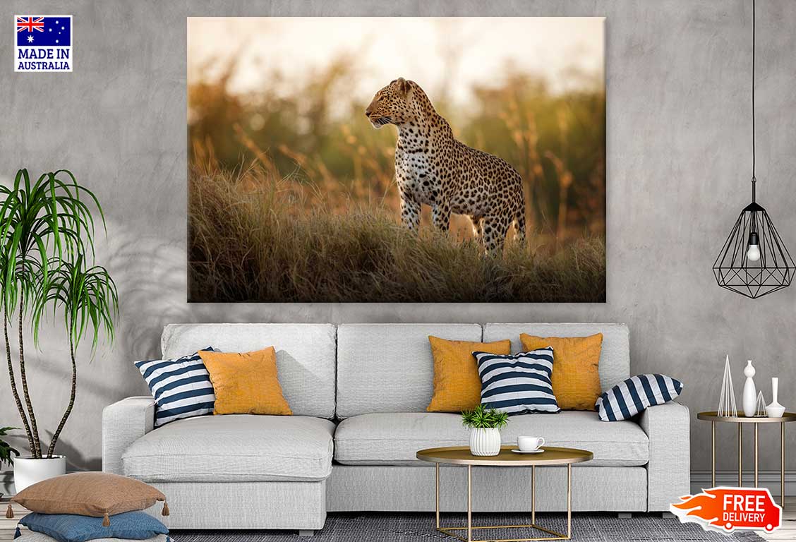 Leopard on Grass Field Sunset Photograph Print 100% Australian Made