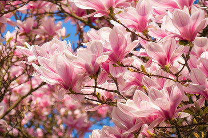 White Pink Magnolia Flowers with Branch Photograph Print 100% Australian Made