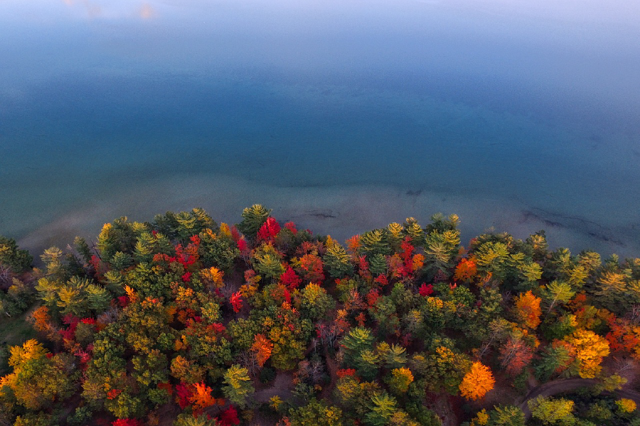 Forest & Sea Aerial Photograph Print 100% Australian Made