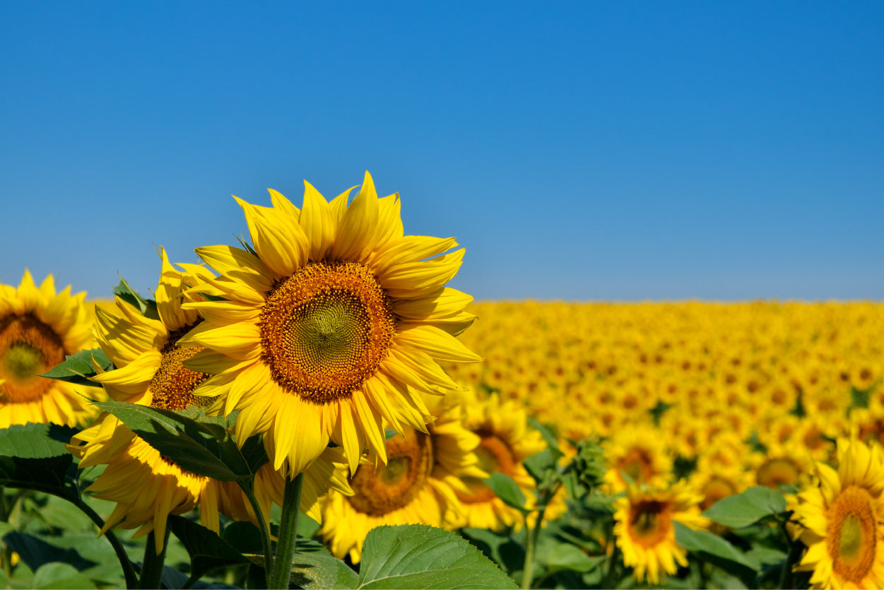 Bella Home Yellow Sunflowers Grow in The Field Print Canvas Ready to hang