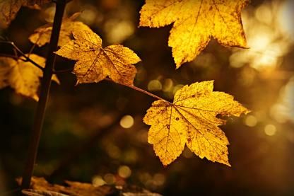 Yellow Leaves Closeup Photograph Print 100% Australian Made