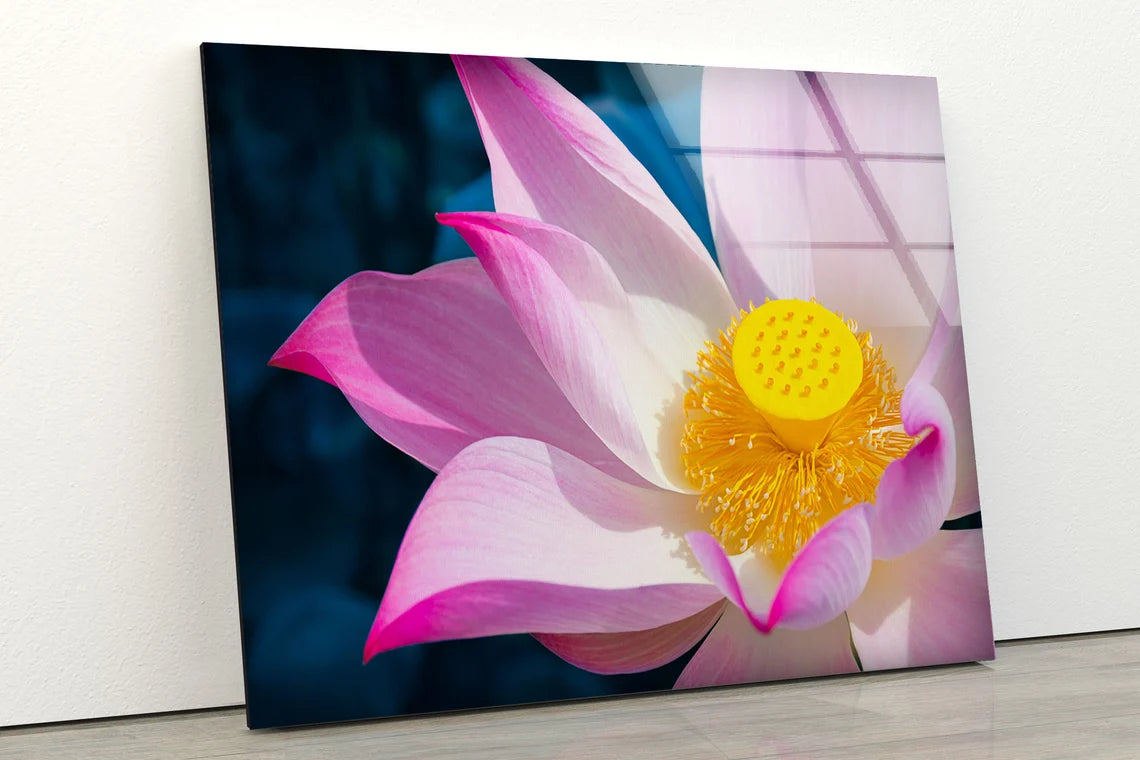 Lotus Flower Closeup Photograph Acrylic Glass Print Tempered Glass Wall Art 100% Made in Australia Ready to Hang