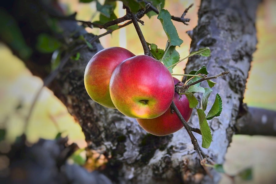 Apple Fruits & Leaves Photograph Print 100% Australian Made