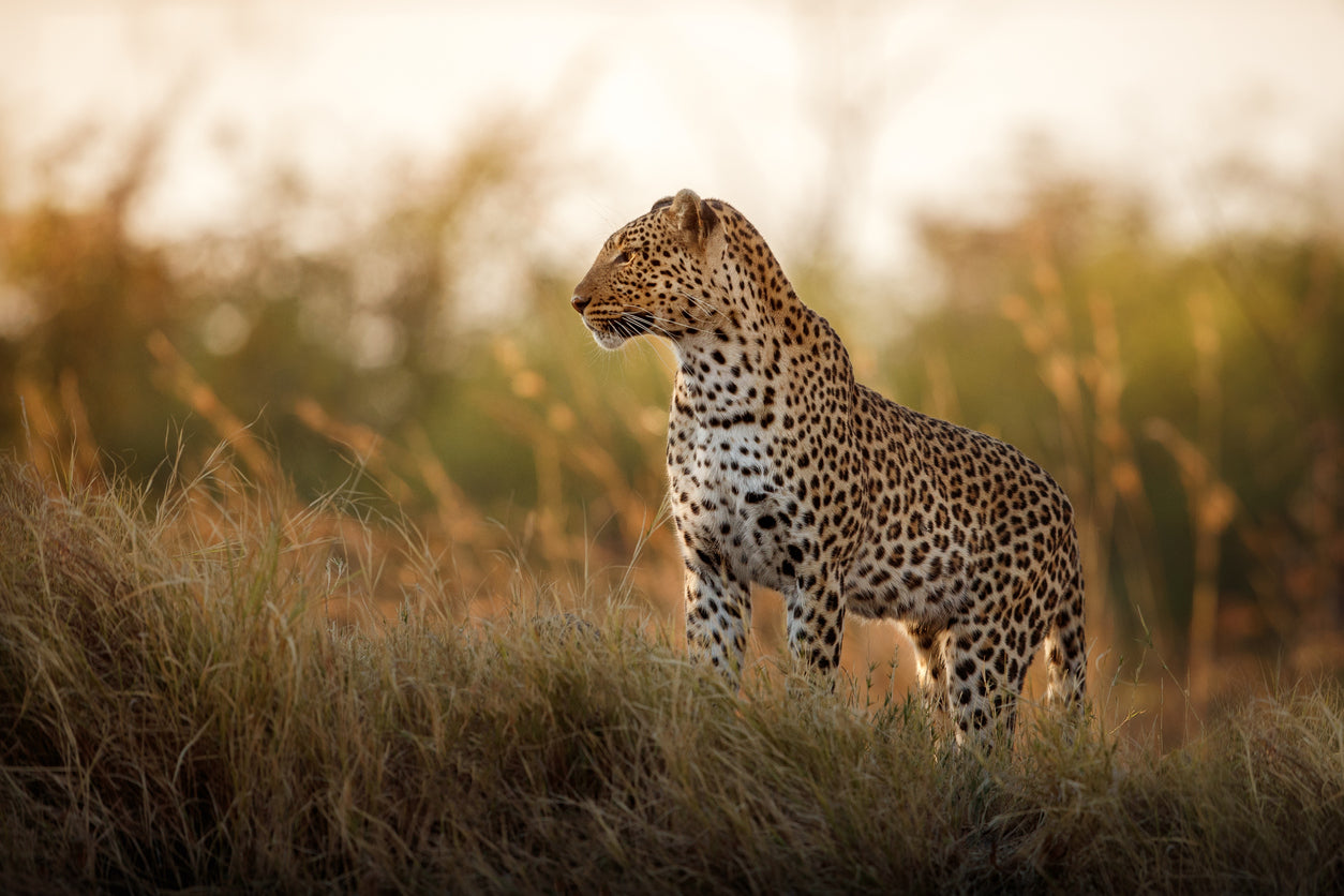 Leopard on Grass Field Sunset Photograph Print 100% Australian Made