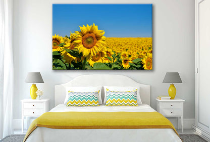 Bella Home Yellow Sunflowers Grow in The Field Print Canvas Ready to hang