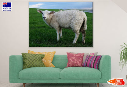 Sheep on Grass Field Closeup Photograph Print 100% Australian Made