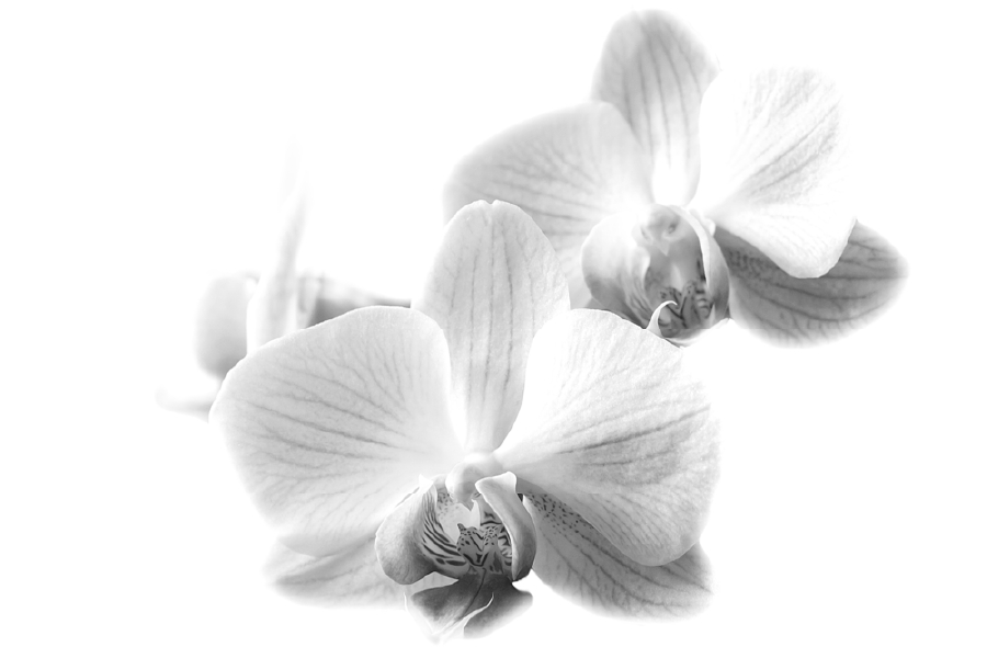 Orchid Flowers B&W Photograph Print 100% Australian Made