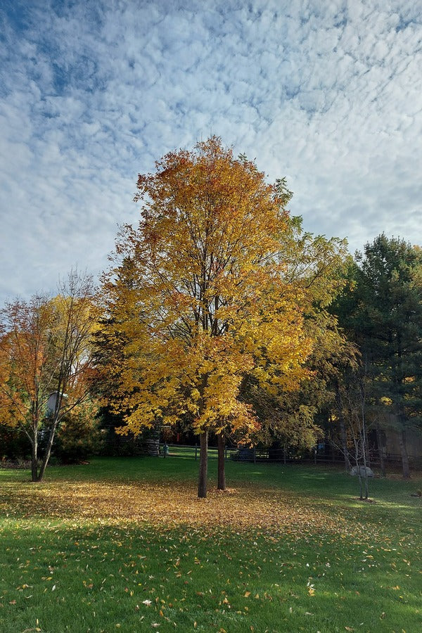 Yellow Autumn Trees in Garden Photograph Print 100% Australian Made