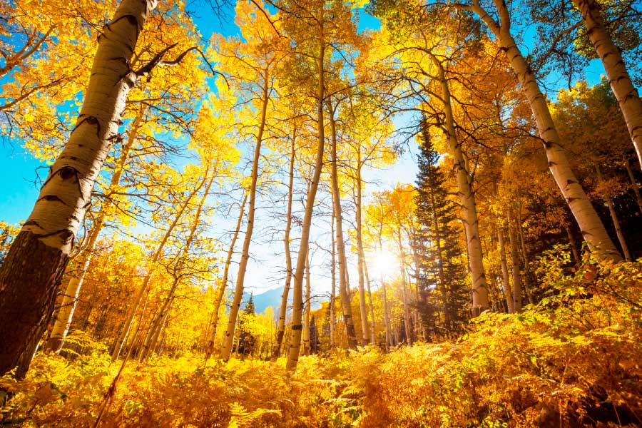 Bella Home Forest in Autumn Season Scenery Print Canvas Ready to hang