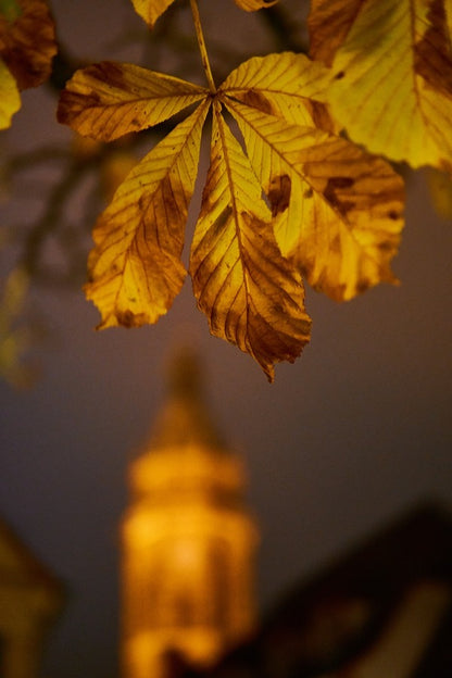 Yellow Autumn Leaf Photograph Print 100% Australian Made