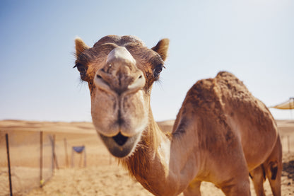 Camel Face Closeup Photograph Print 100% Australian Made