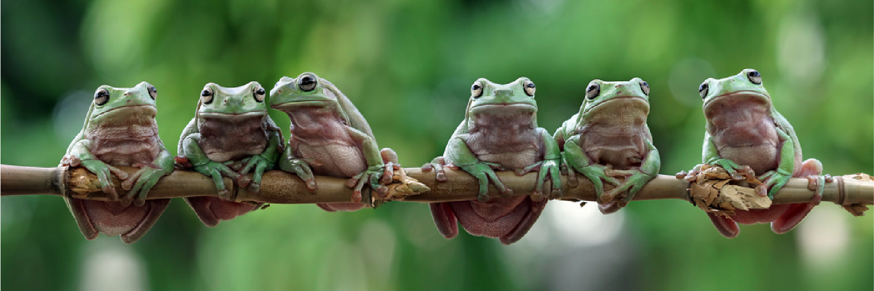 Panoramic Canvas Frogs Hanging on a Tree Branch Photograph High Quality 100% Australian Made Wall Canvas Print Ready to Hang