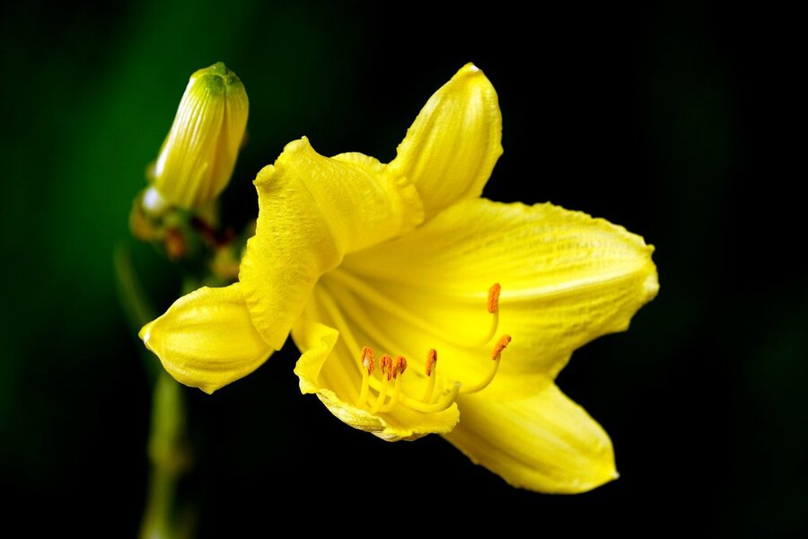 Yellow Lily Flower Closeup Photograph Print 100% Australian Made