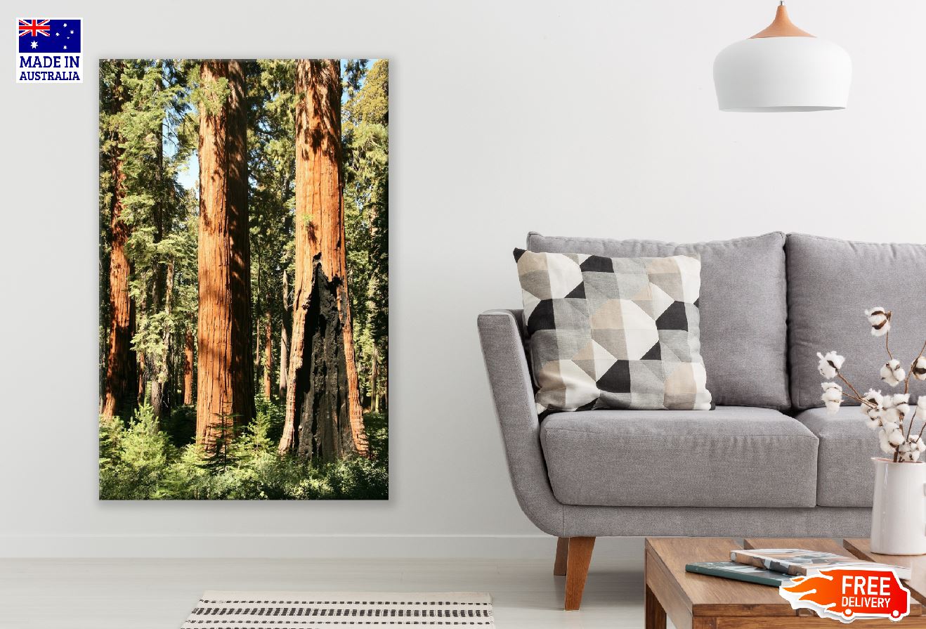 Old Trees & Bark View Photograph Print 100% Australian Made