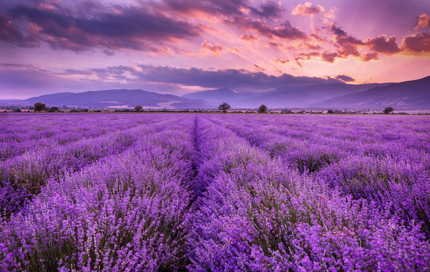 Lavender Flower Field Photograph Print 100% Australian Made