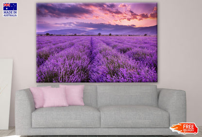Lavender Flower Field Photograph Print 100% Australian Made