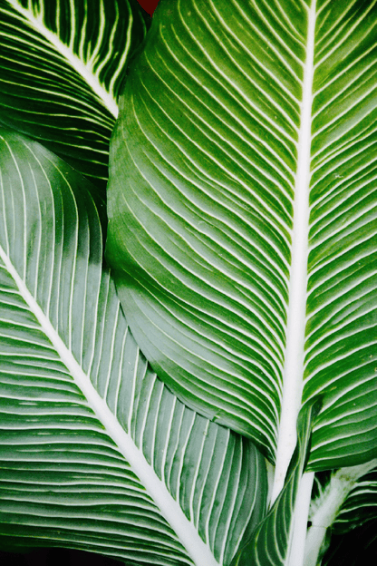 Green Leaves with White Stripes Closeup Photograph Print 100% Australian Made