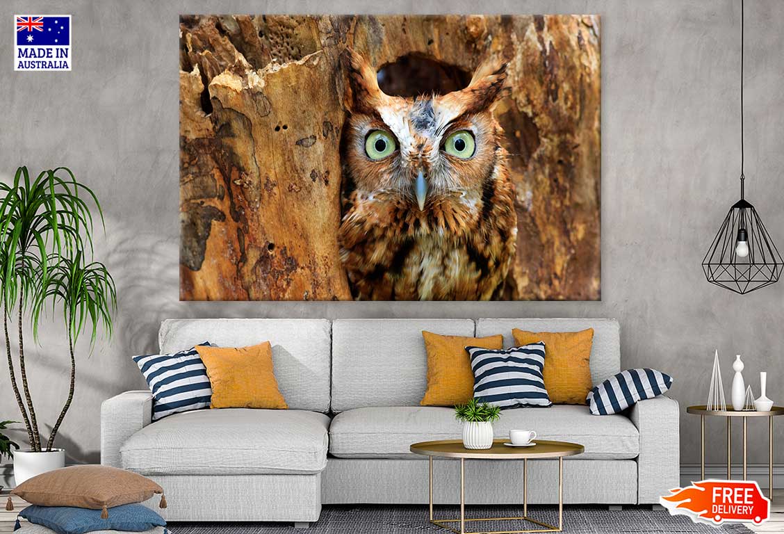 Eastern Screech Owl Photograph Print 100% Australian Made