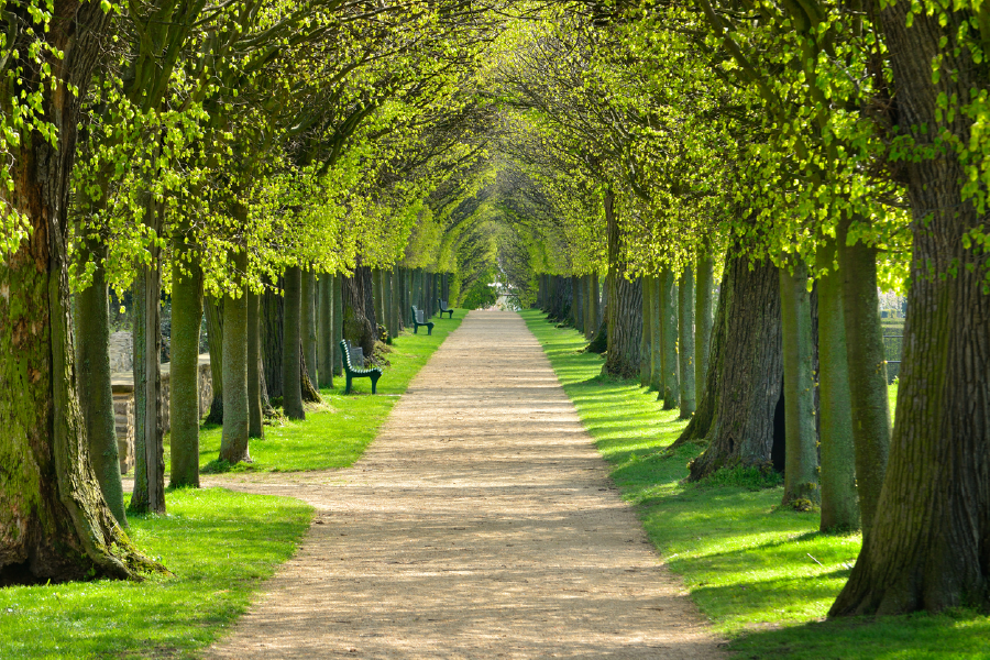 Trees & Walking Road Photograph Print 100% Australian Made